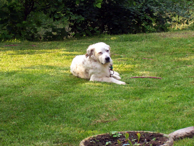 La Thiérachienne – photo